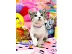 Adopt Laffy Taffy a Domestic Short Hair