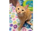 Adopt Jelly Belly a Domestic Short Hair