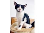 Adopt Sweet Tart a Domestic Medium Hair