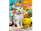 Adopt Pixie Stix a Domestic Short Hair