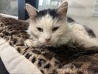 Adopt Candy a Domestic Long Hair