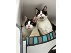 Adopt Margo / Mr. Bishop a Snowshoe