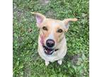 Adopt Miss Piggy a Yellow Labrador Retriever, Siberian Husky