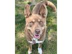 Adopt Lala a Shepherd, Labrador Retriever