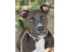 Adopt Matilda a Pit Bull Terrier, Mixed Breed