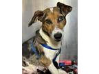 Adopt Poppin a Beagle, Dachshund