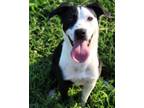 Adopt Derby a Beagle