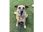 Adopt Prairie a German Shepherd Dog, Mixed Breed