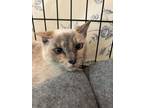 Adopt Addie a Siamese