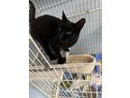 Adopt Keith a Domestic Short Hair