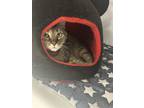 Adopt Andromeda a Domestic Short Hair