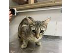 Adopt Spree a Domestic Short Hair