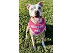 Adopt Chanel P4P a Pit Bull Terrier, Hound