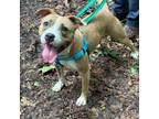 Adopt Sammi a Pit Bull Terrier