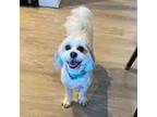 Adopt Toke-Yo a Bichon Frise, Shih Tzu