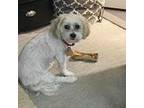 Adopt Teddie a Bichon Frise, Shih Tzu