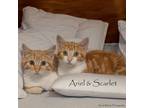 Adopt Ariel a Domestic Short Hair