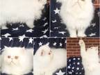 Beautiful White Persian Kitten