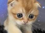 Quill Scottish Fold Golden Shaded Girl