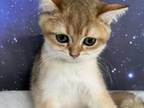 Quincy Scottish Fold Golden Shaded Boy