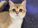 Quinn Scottish Fold Golden Shaded Girl