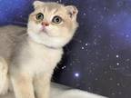 Quattro Scottish Fold Blue Golden Boy