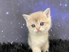 Quebec Scottish Fold Blue Golden Shaded Girl