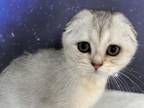 Riley Scottish Fold Silver Shaded Boy