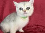 River Scottish Fold Silver Shaded Boy
