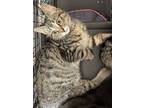 Adopt Fontina a Domestic Short Hair