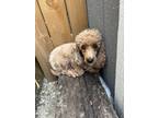 Adopt Capri a Poodle