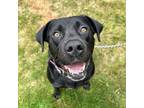 Adopt Rosie a Labrador Retriever, Hound