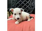 Adopt Dakota- ADOPTION PENDING! a Border Collie