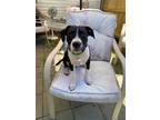 Adopt Bonnie a Staffordshire Bull Terrier