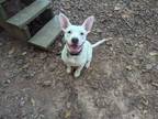 Adopt Winter a Mixed Breed