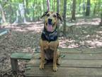 Adopt Blanche a German Shepherd Dog