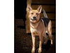 Adopt Nala**** a German Shepherd Dog