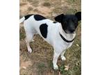 Adopt Andie - CP a Rat Terrier
