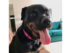 Adopt Venus a Rottweiler