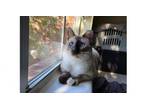 Adopt Rory 5 a Siamese