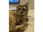 Adopt Piper - FOSTER NEEDED! a Domestic Medium Hair, Maine Coon