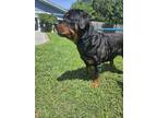 Adopt Mildred a Rottweiler