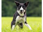 Adopt Fat Girl a Parson Russell Terrier, Mixed Breed