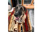 Adopt Brielle a German Shepherd Dog