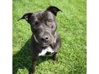 Adopt Xena a American Staffordshire Terrier