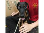 Adopt Thelma Ruby a Mixed Breed, Doberman Pinscher
