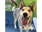 Adopt Glacier a Siberian Husky, Mixed Breed
