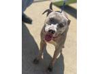 Adopt Sadie 23D-0194 a Mixed Breed