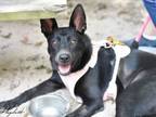 Adopt Hazelnut a German Shepherd Dog, Shepherd