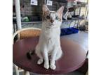 Adopt Breezy a Snowshoe, Domestic Short Hair